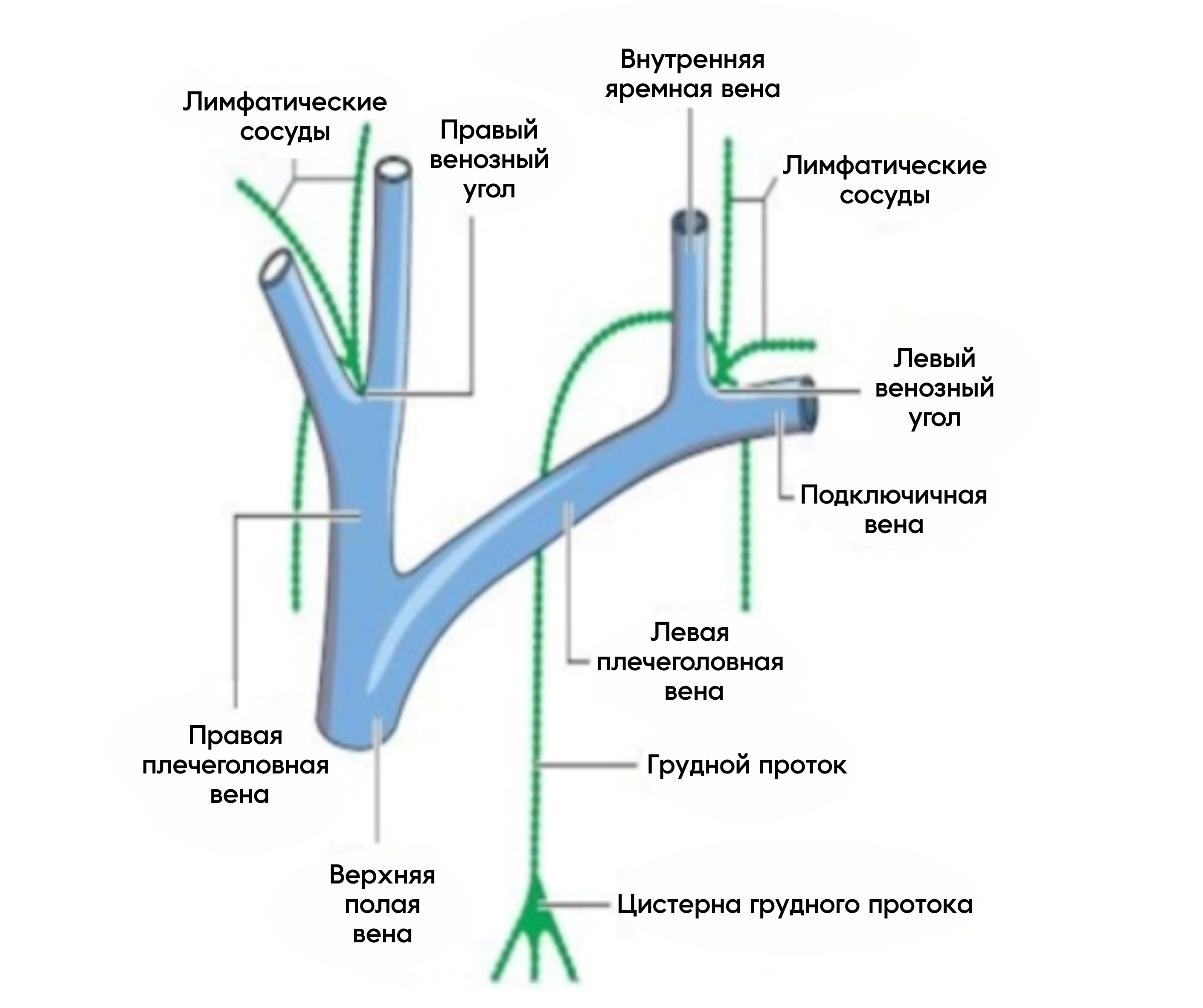 Работа с верхней апертурой грудной клетки с целью коррекции функции лимфатической системы человека Школа &laquo;Реабилитолог&raquo; 10497